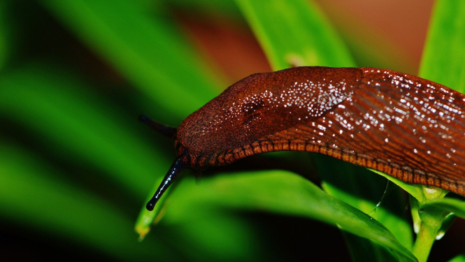 Spānijas kailgliemezis