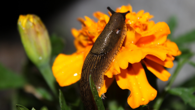 Spānijas kailgliemežu talka