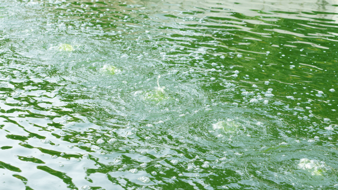 Konstatēta notekūdeņu dūņu noplūde no Talsu notekūdeņu attīrīšanas iekārtām