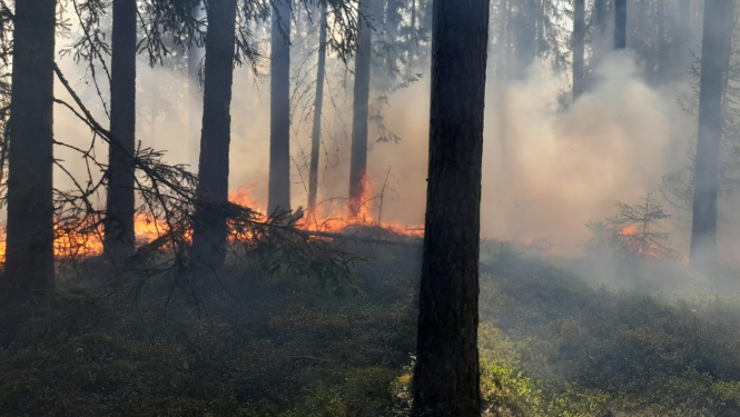 mežos palielinās ugunsbīstamība