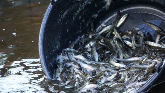 Zivju mazuļu ielaišana