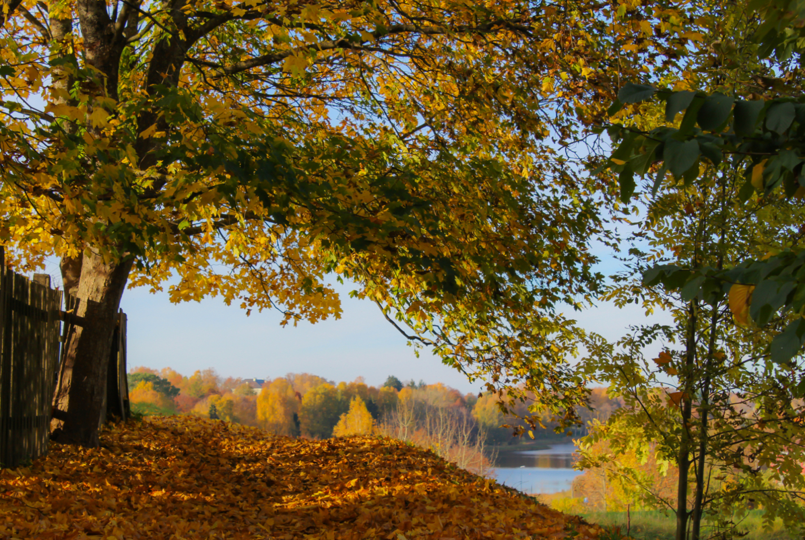 Zane Švalbe „Talsi rudenī”