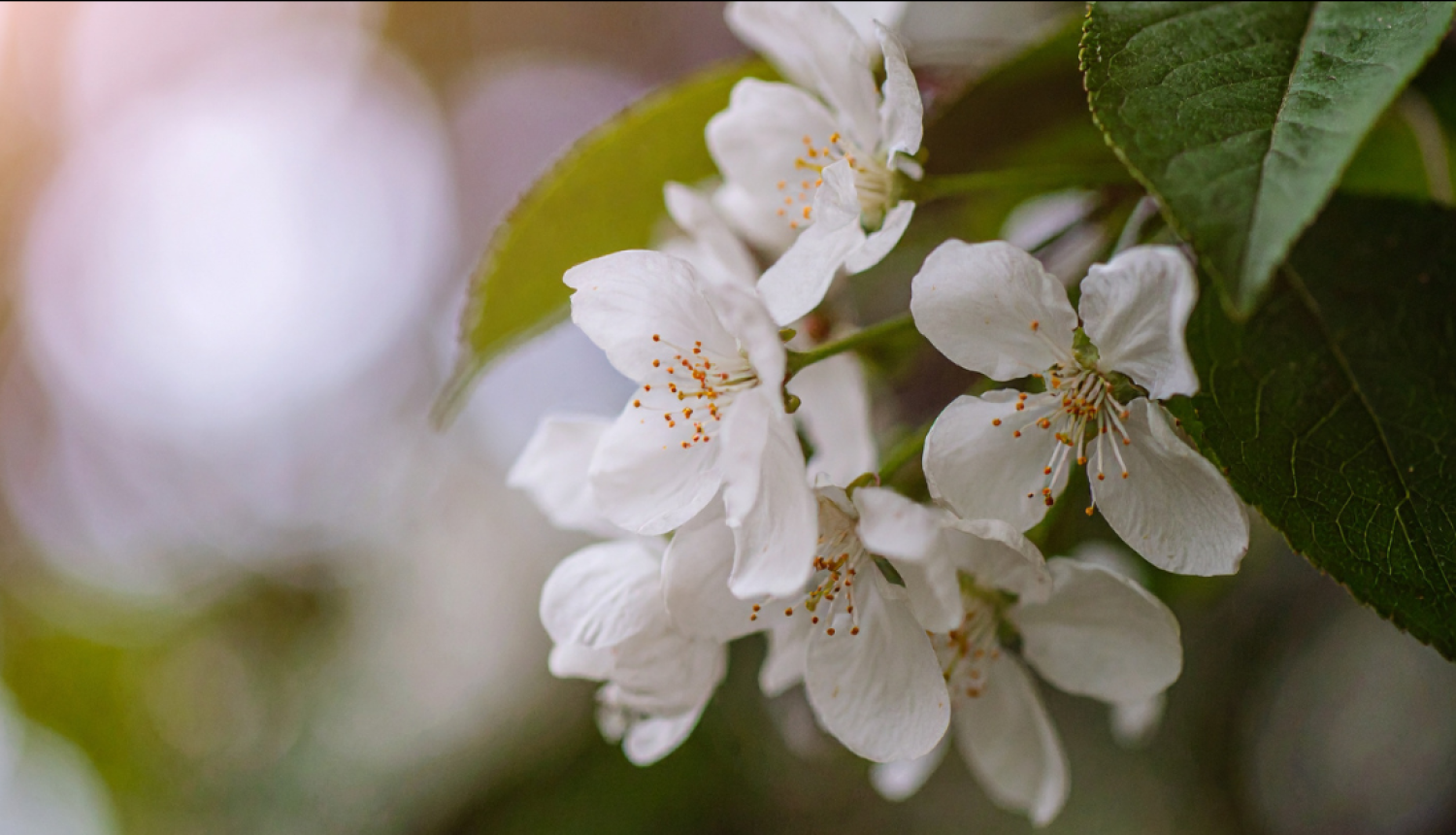 Talsos notiks pasākumi LR Neatkarības atjaunošanas gadadienai par godu attēls