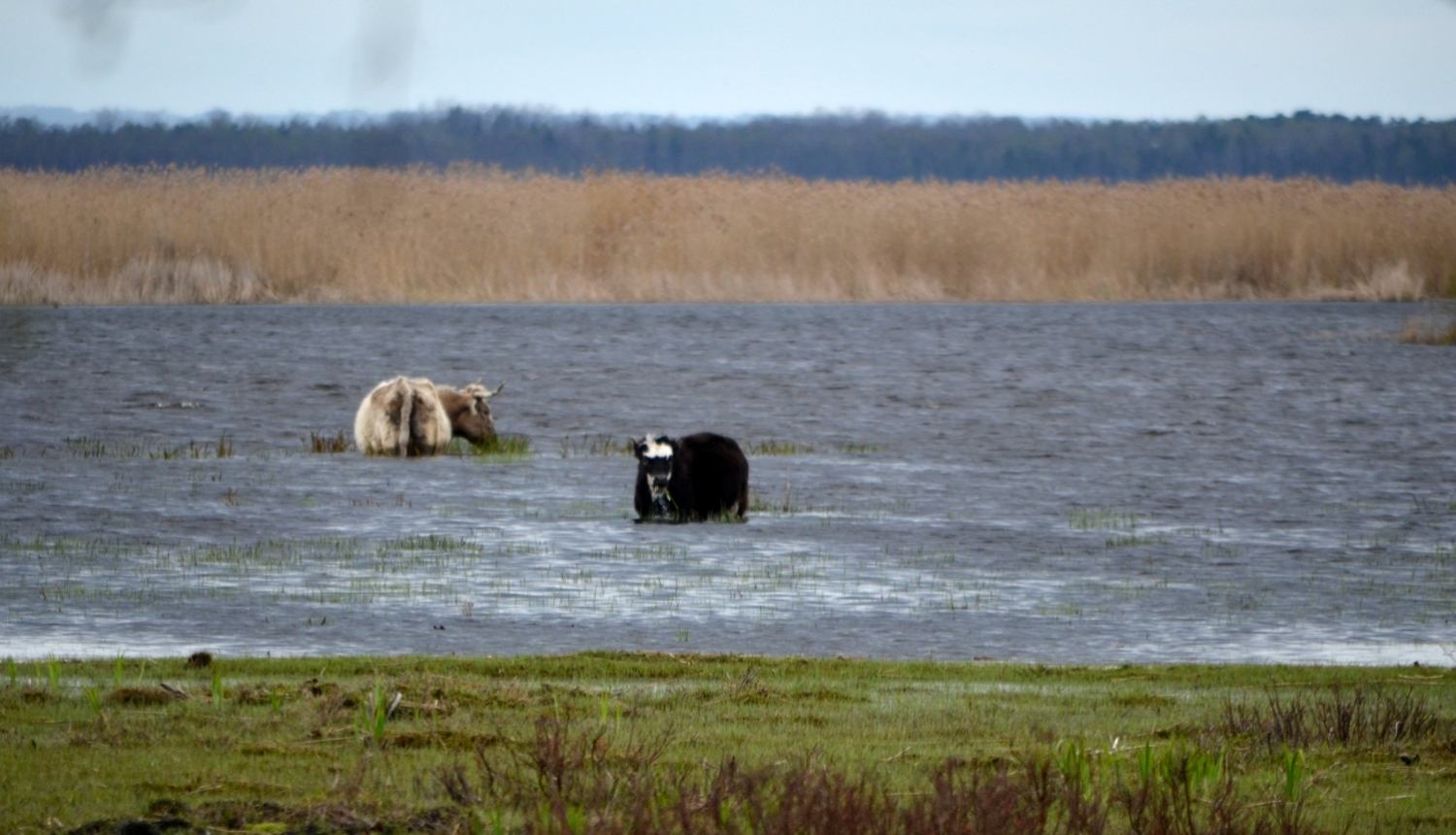 Govis Engures ezera dabas parkā