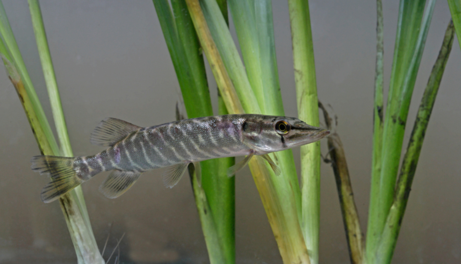 Līdakas mazulis ūdenszālēs