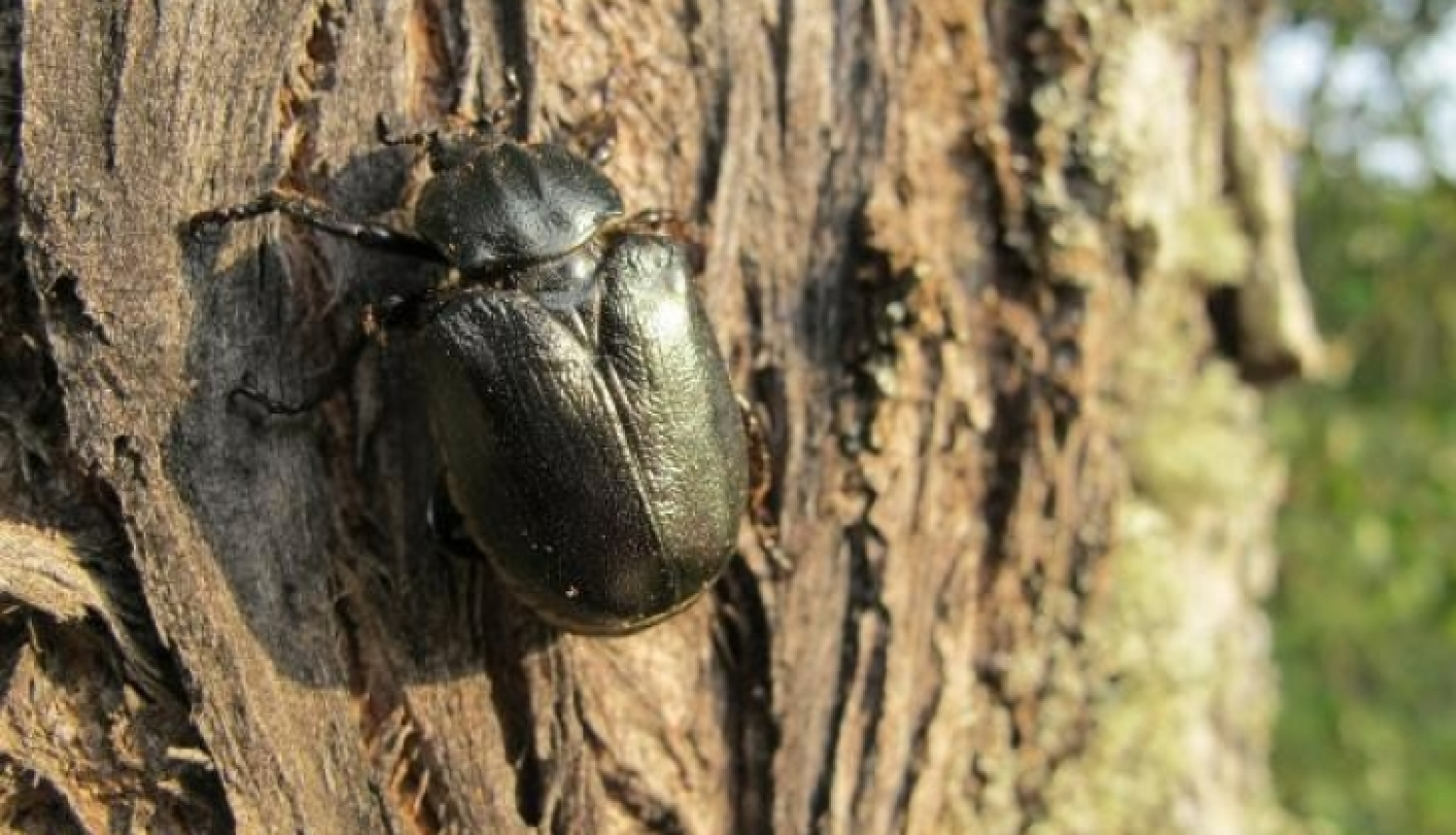 Lapkoku praulgrauzis