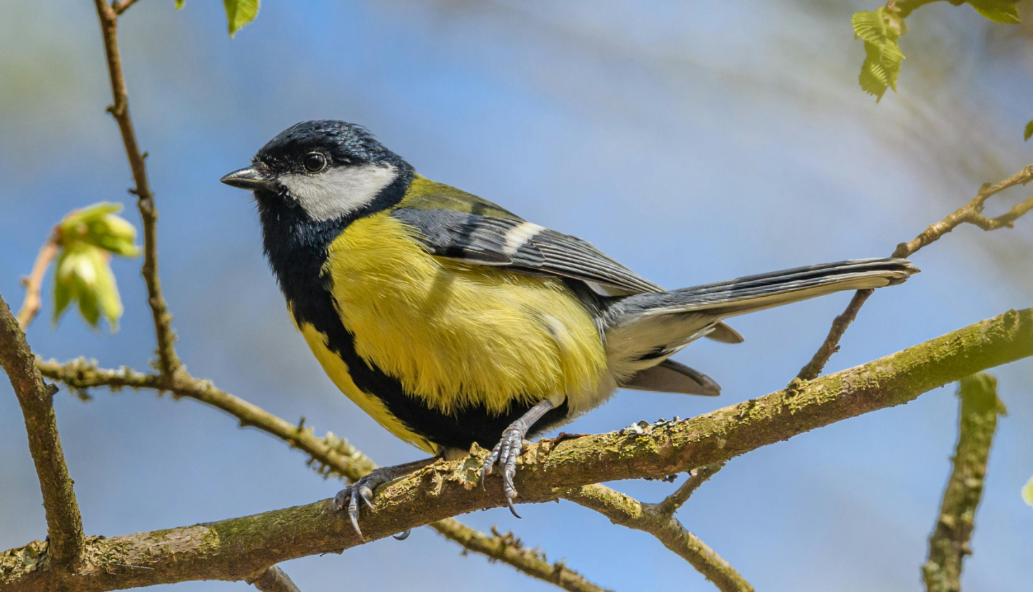 Zīlīte sēž uz koka zara pavasarīgā dienā. Putnam ir koši dzeltens vēders, melna galva ar baltām vaigu plankumiem un pelēcīgi spārni, bet fonā redzamas izplūdušas debesis un plaukstoši zari.
