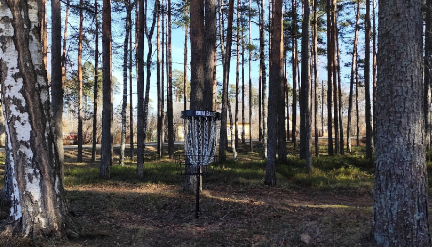 Meža teritorijā starp augstām priedēm un bērziem uzstādīts disku golfa grozs. Saulainā dienā zem kokiem redzama ar skujām un sausām lapām klāta zeme, bet fonā starp koku stumbriem pavīd ēkas.
