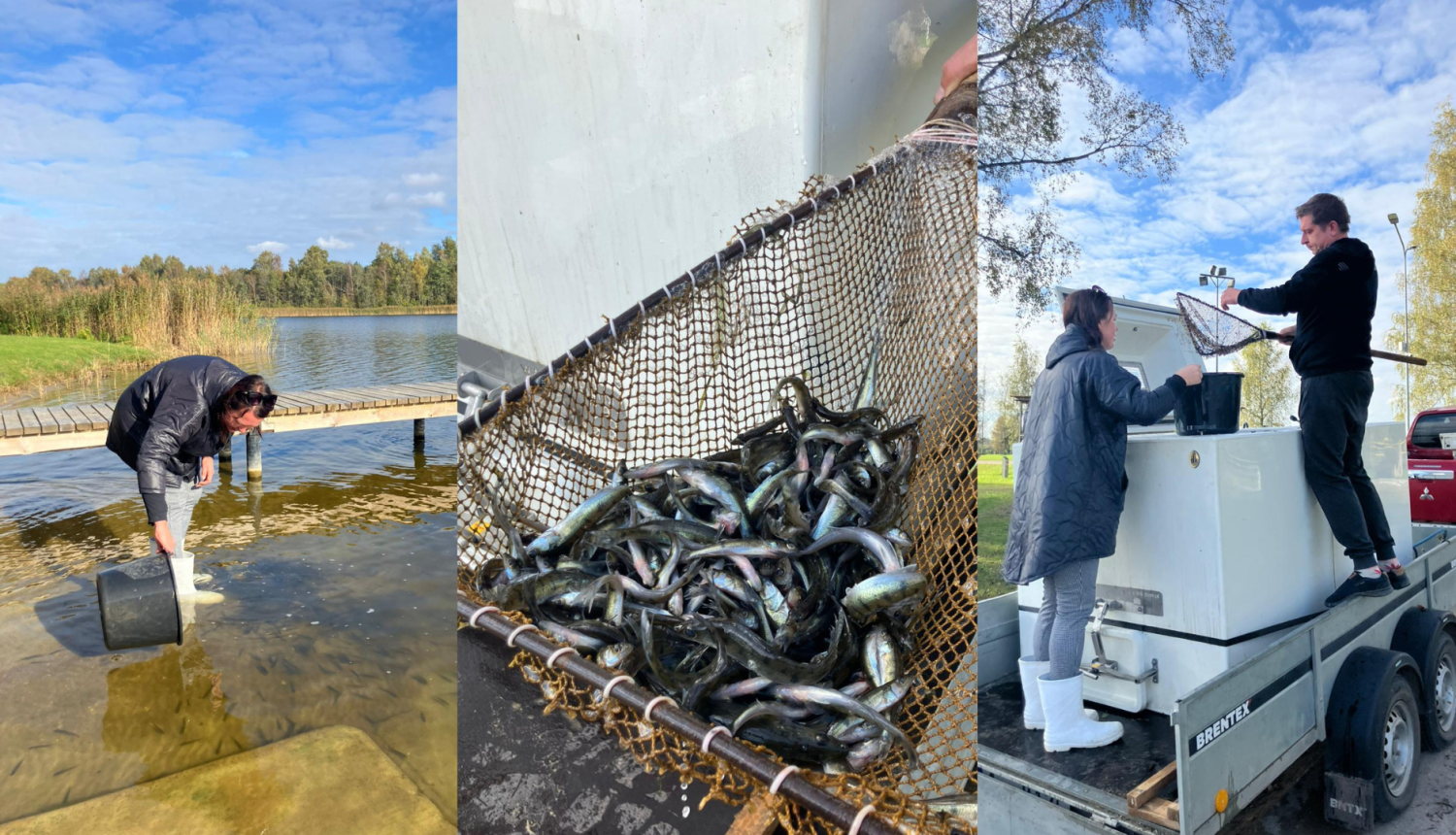 Sasmakas ezerā ielaisti 20 000 zandartu mazuļu