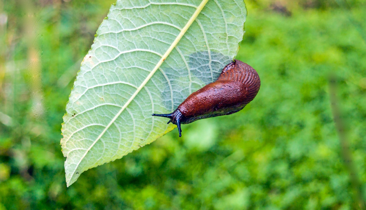 Cīņā ar kailgliemežiem izmantotās vielas var būt bīstamas mājdzīvniekiem un bērniem