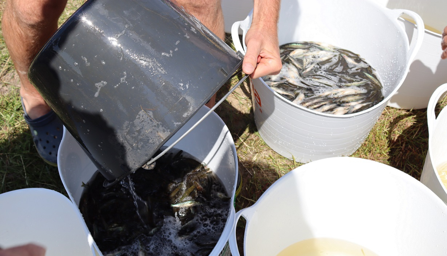 Līdaku mazuļi Usmas ezerā