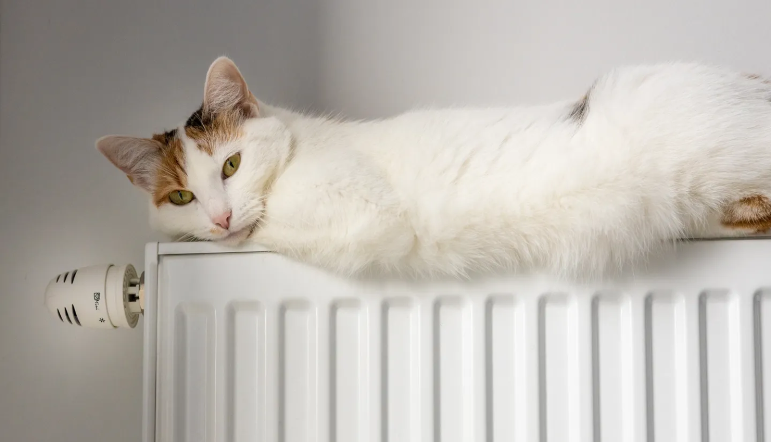 Kaķis uz radiatora