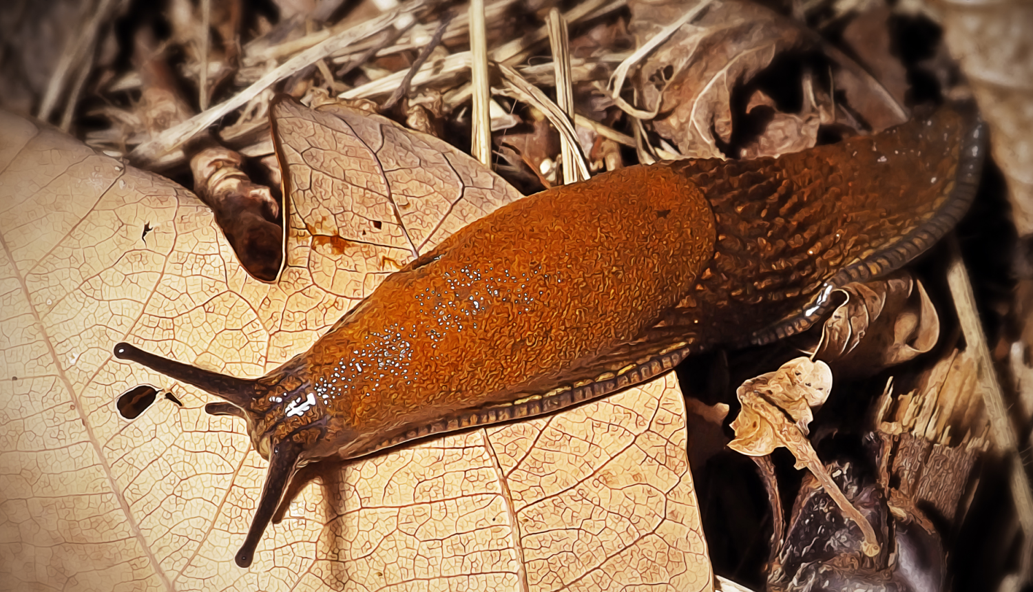Viedās administrācijas un reģionālās attīstības ministrija sabiedriskajai apspriešanai nodod Latvijas invazīvo sugu saraksta projektu ar Spānijas kailgliemezi