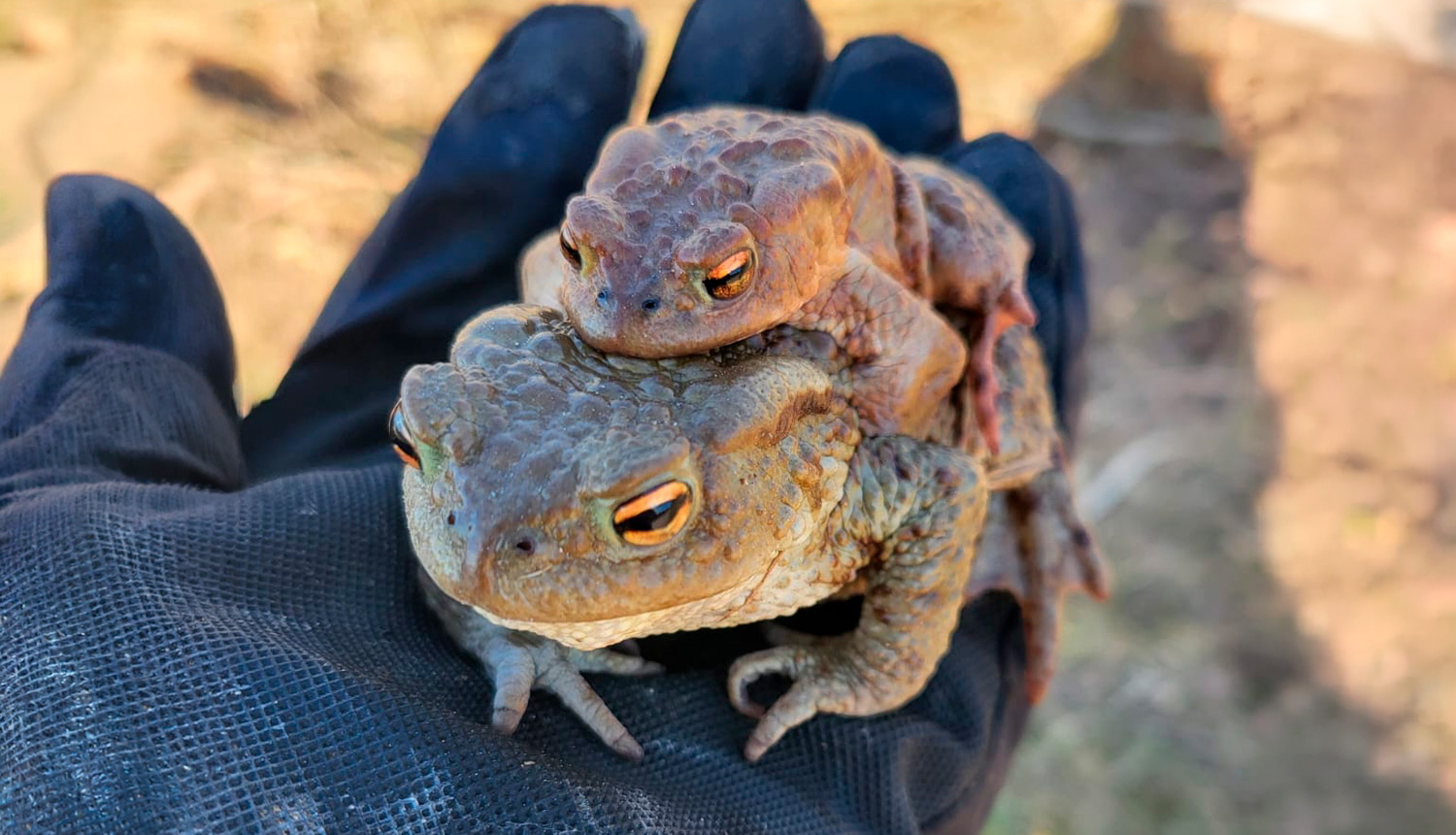 Divi krupji uz melnā cimdiņā tērptas plaukstas – mazāks krupis sēž uz lielāka krupja muguras, fonā izplūdusi smilšaina vide.