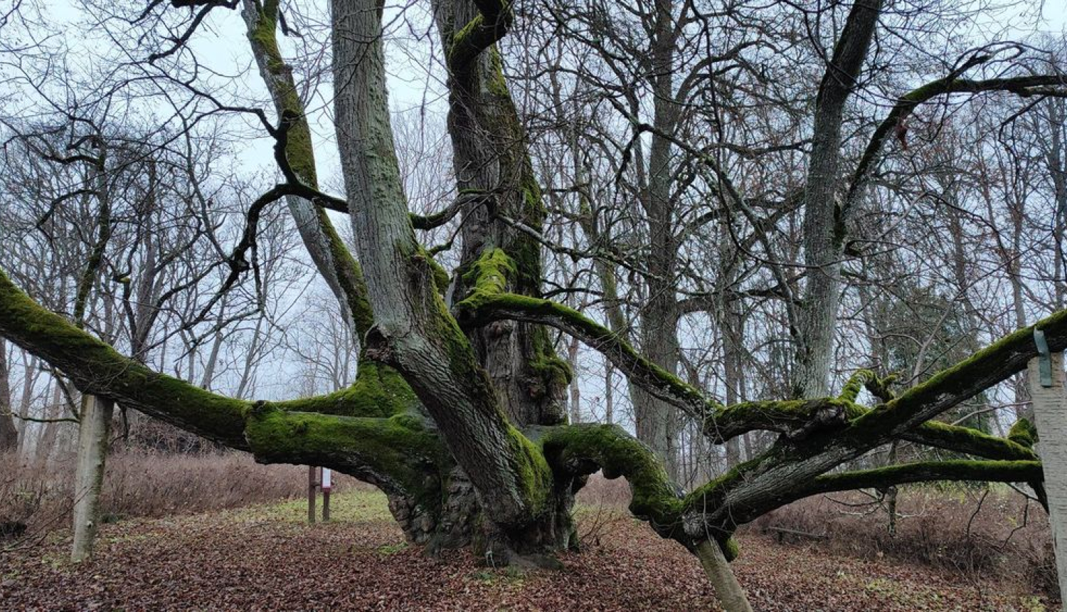 Elku liepa Valdemārpilī
