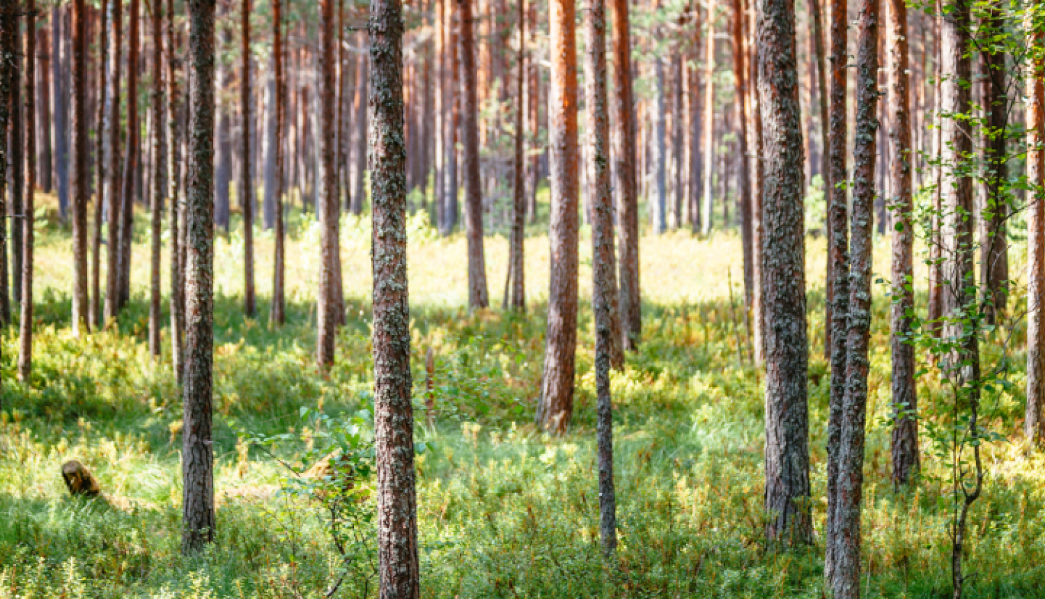 Apstiprināts Eiropas Lauksaimniecības fonda lauku attīstībai projekts „Jaunaudžu retināšana Talsu novada mežos”