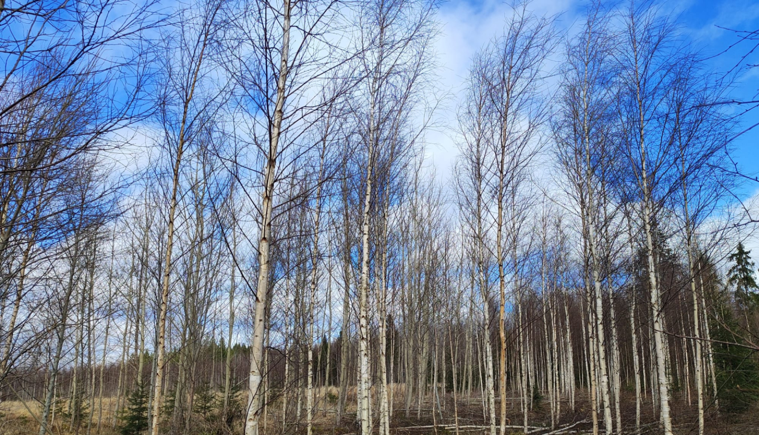mežs ar bērziem