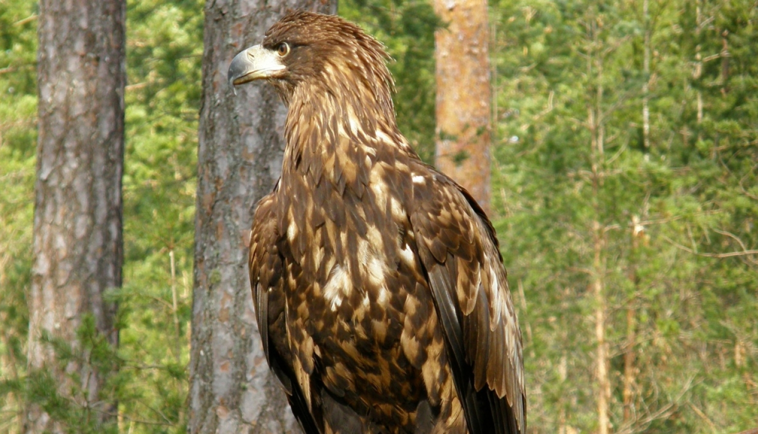 Jauns jūras ērglis Slīteres Nacionālajā parkā. Foto: Vilnis Skuja.