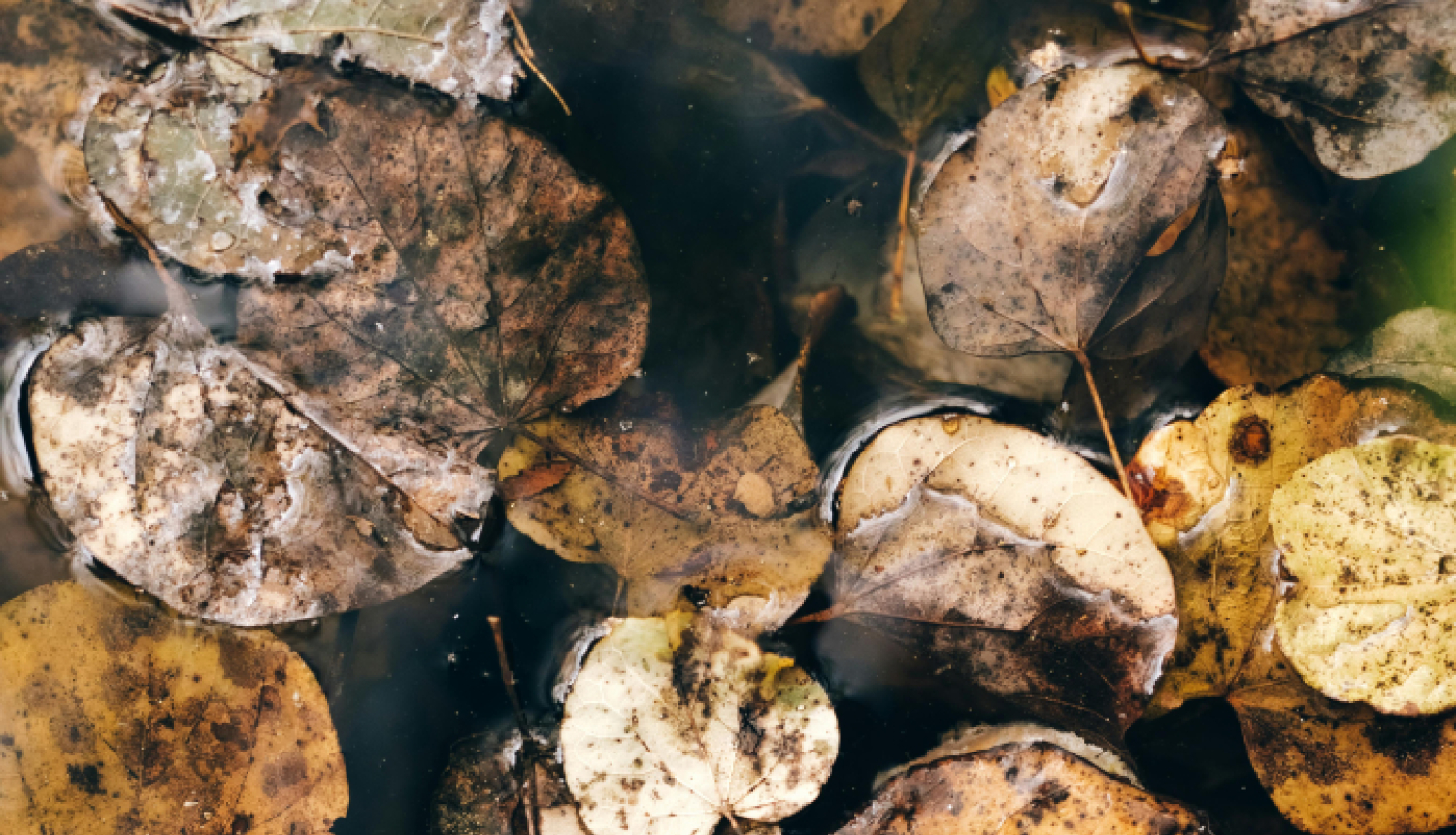 Talsu pilsētas pārvalde informē par rudens lapu maisu saņemšanu
