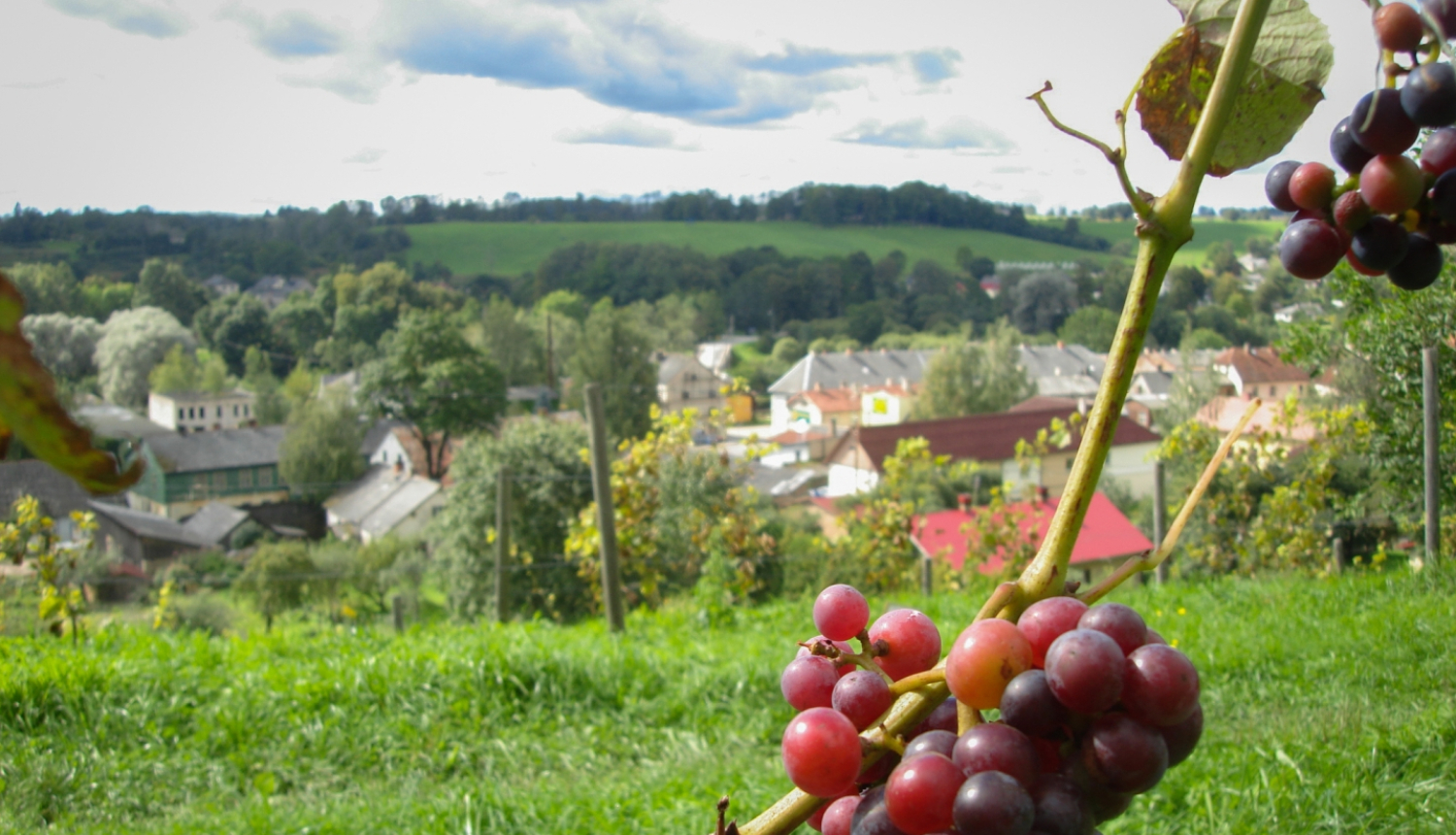 Sabiles vīna kalns vasarā