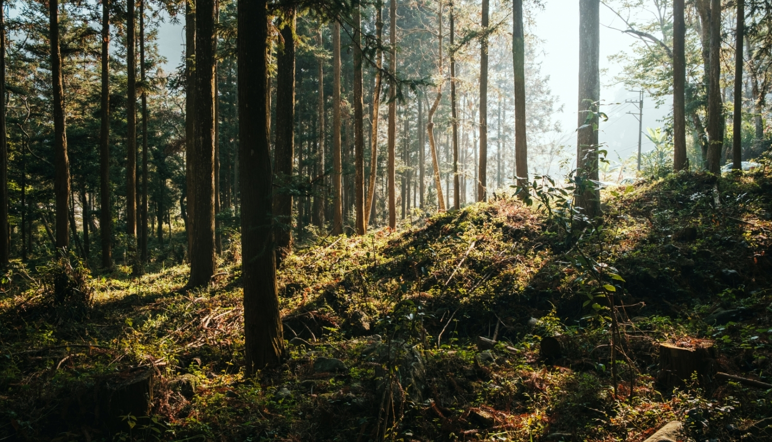 sakoptākais mežs 2023