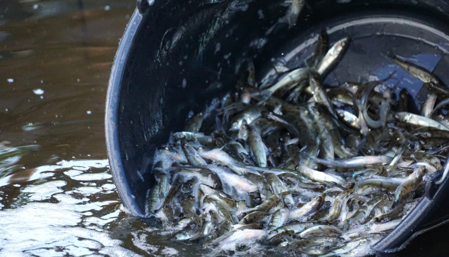 Zivju mazuļu ielaišana