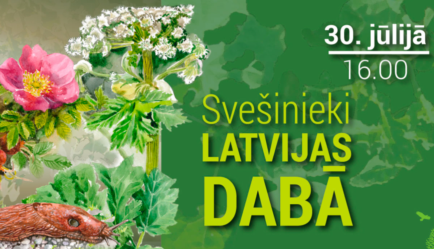 Informatīvā pasākumā Valdemārpilī izglītos par invazīvajām augu sugām un Spānijas kailgliemezi