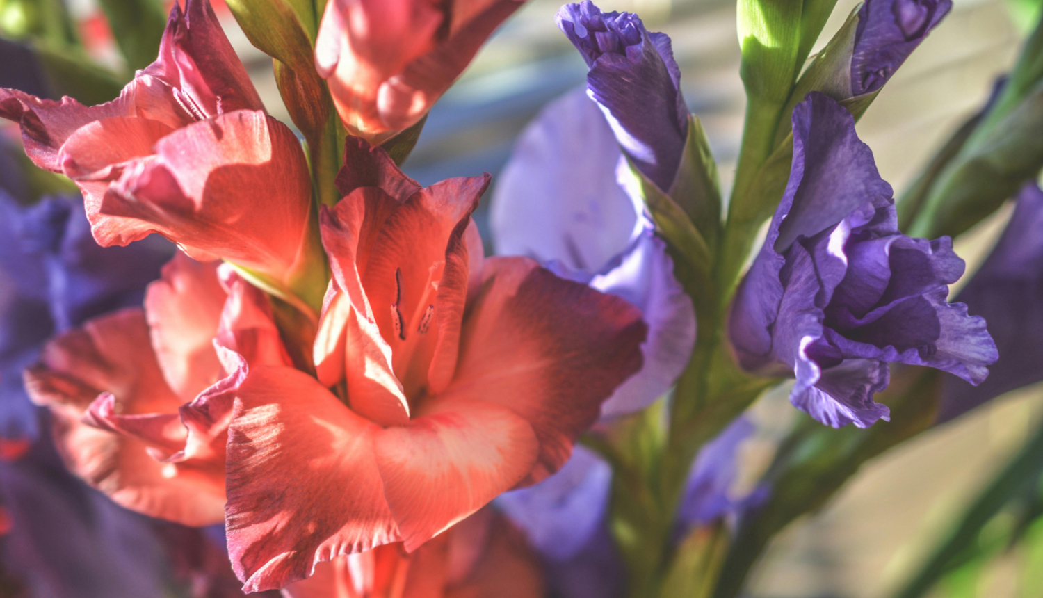 gladiolas